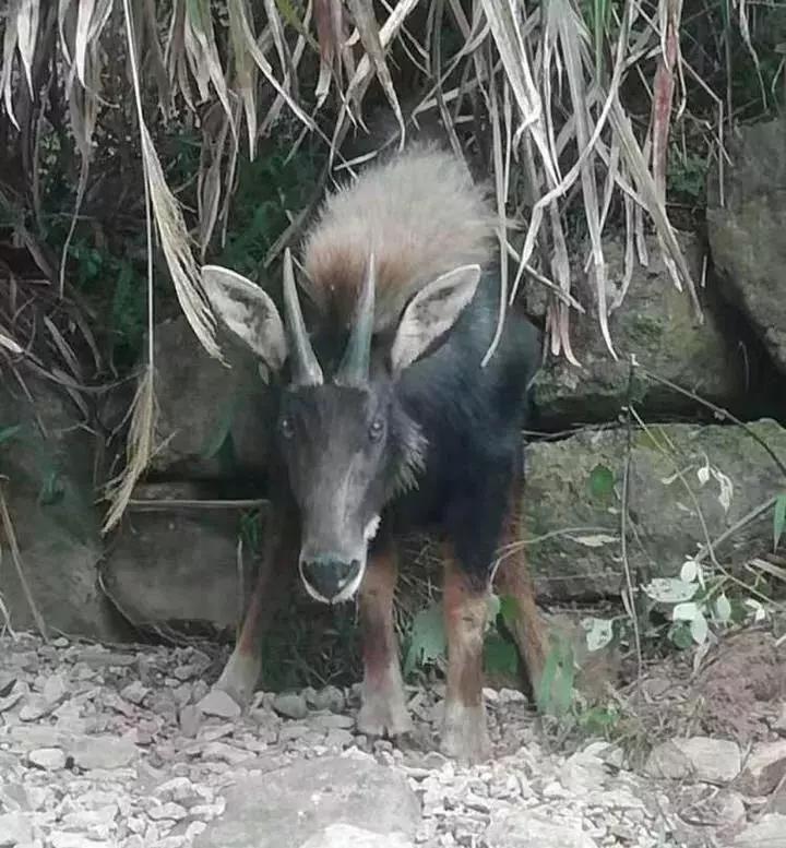 揭秘今日必中四不像图的奥秘